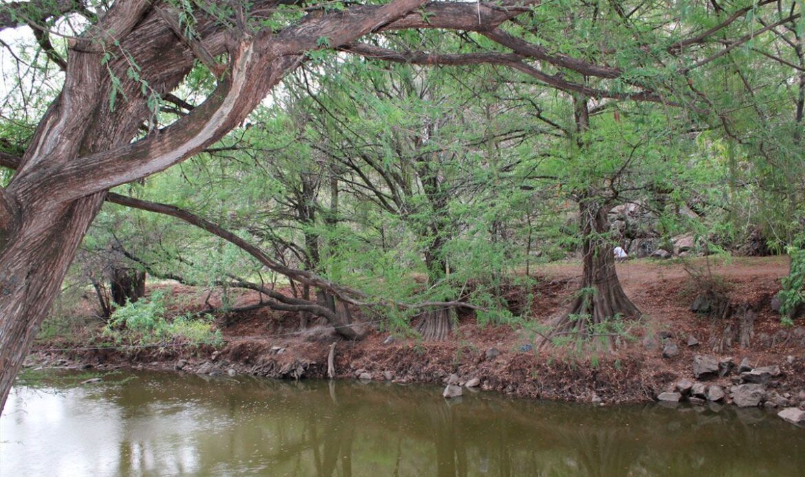 Serán removidos cerca de 15 árboles en San Juan del Río