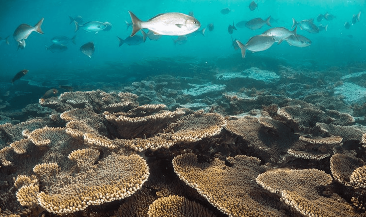 Australia pondrá en marcha medidas urgentes para proteger la Gran Barrera de Coral
