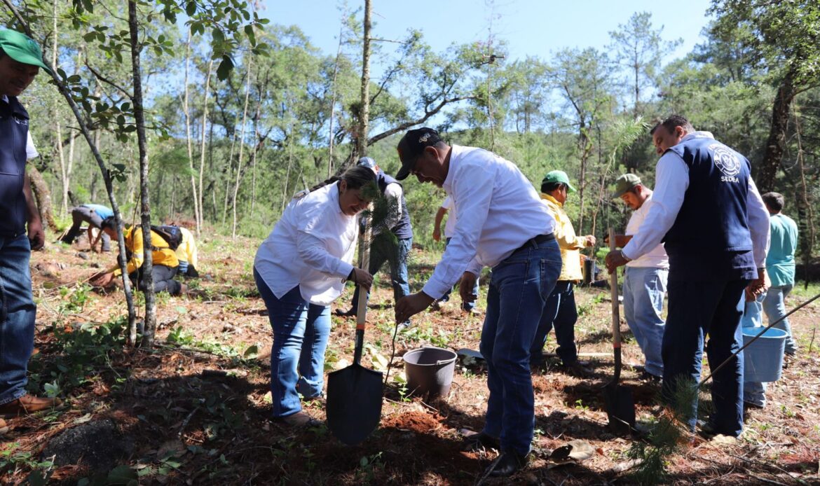 Implementa SEDEA programa de reforestación en la Sierra Gorda