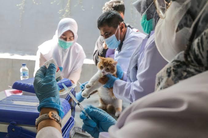 OMS alerta por ‘gran número de gatos infectados con gripe aviar’