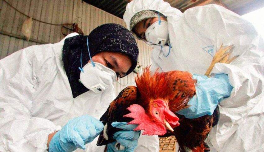 La gripe aviar puede causar la próxima pandemia, dice la OMS
