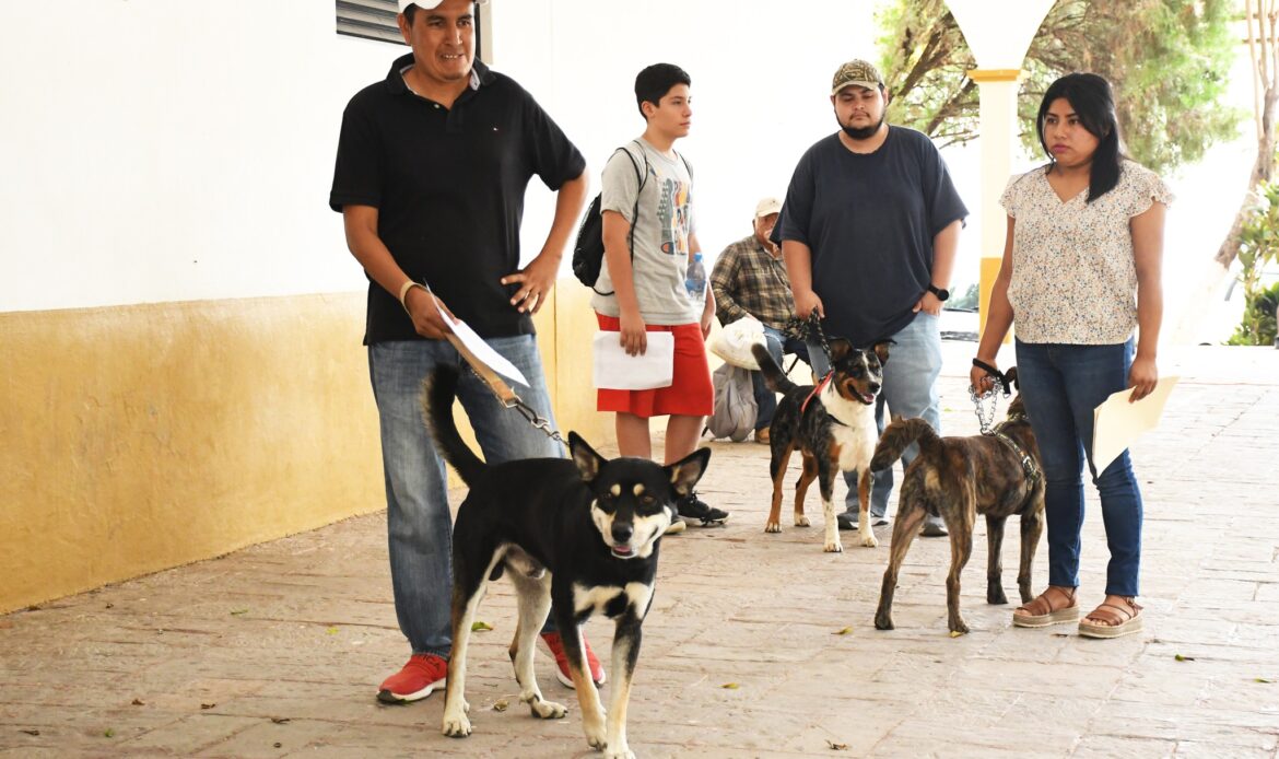 Atienden más de 50 mascotas en jornada de esterilización en Jalpan de Serra