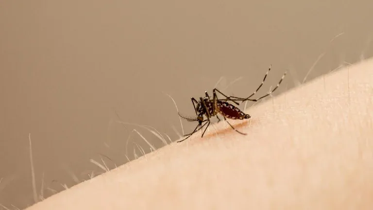 Secretaría de Salud despliega 10 brigadas sanitarias para control de mosquitos transmisores de dengue, zika y chikungunya