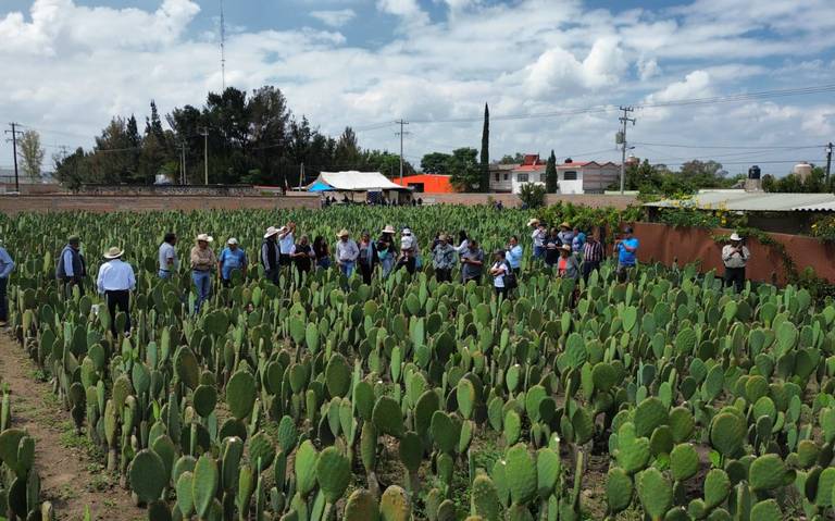 Aumentan zonas productoras de nopal en San Juan del Río