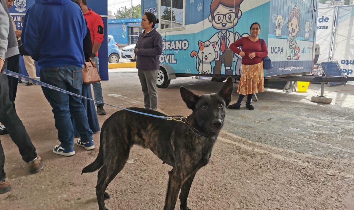 UCPA de Corregidora llevó a cabo la 4ª Campaña de Esterilización de mascotas