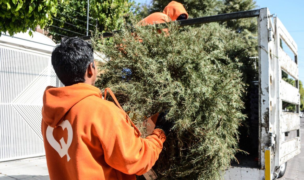 Lanza Municipio de Querétaro campaña de recolección de árboles naturales de Navidad