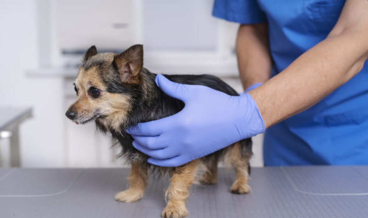 SJR logró más de 800 esterilizaciones de mascotas este 2023