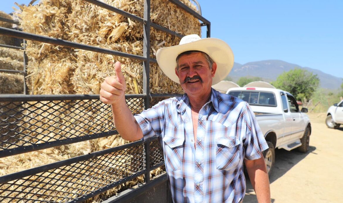 Entrega SEDEA forraje a ganaderos de Jalpan de Serra y Arroyo Seco