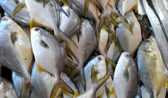 En cuaresma, garantizan productores abasto de pescados y mariscos de producción nacional y precios accesibles: Agricultura