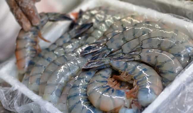 Garantizado abasto de camarón en cuaresma: productores pesqueros y acuícolas