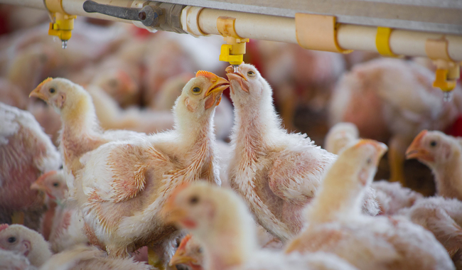 Exhorta Agricultura a avicultores a no bajar la guardia para mantener al país libre de influenza aviar de alta patogenicidad AH5N1