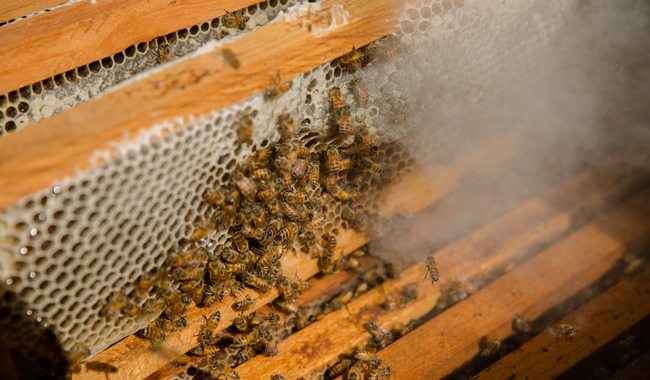 Promueve Agricultura mejoramiento genético de abejas para mitigar la “africanización”