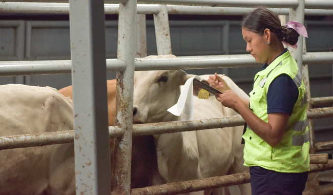 Adopta Agricultura medidas para prevenir influenza aviar en bovinos
