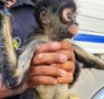 En El Marqués, frustran venta ilegal de animal exótico
