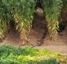 Promueve Agricultura nueva variedad de cártamo forrajero en sector pecuario