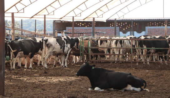 Aplica Agricultura esquema de erradicación de la tuberculosis bovina en el Centro y Occidente de México