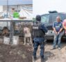 El Marqués clausura “guardería de perros” y sanciona a los responsables con 160 mil pesos